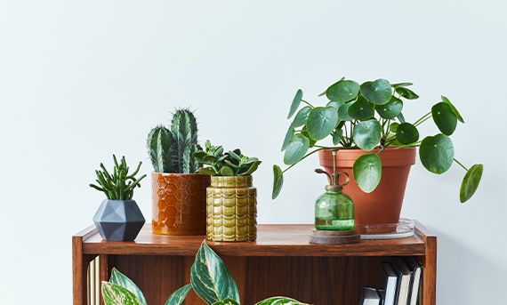 Cacti and Succulents indoor plant for living room