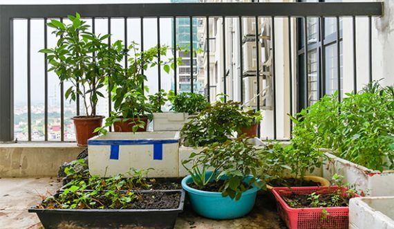 Edible Gardening