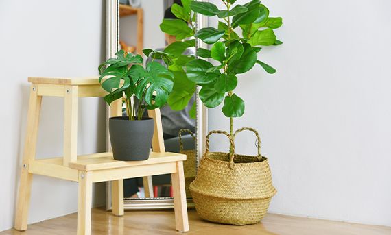 Fiddle Leaf Fig for living room
