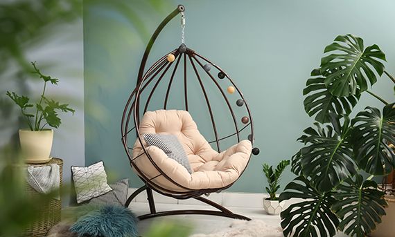 Monstera Indoor plant for living room